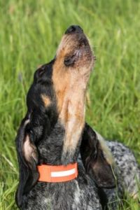 Basset Bleu de Gascogne