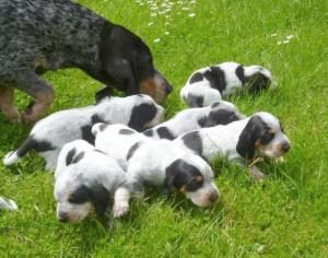 Basset Bleu de Gascogne Hündin mit Welpen
