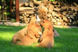 Basset Fauve de Bretagne