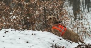 Basset Fauve de Bretagne