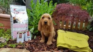 Basset Fauve de Bretagne