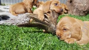 Basset Fauve de Bretagne
