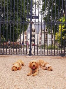 Basset Fauve de Bretagne
