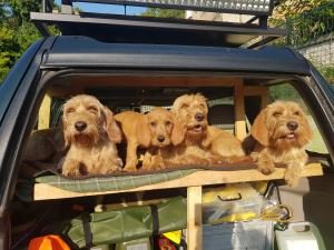 Basset Fauve de Bretagne