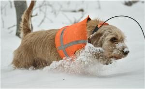 Basset Fauve de Bretagne