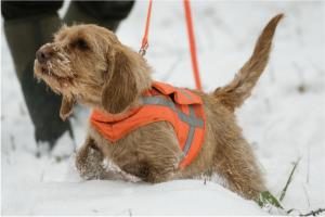 Basset Fauve de Bretagne
