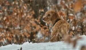 Basset Fauve de Bretagne