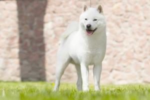Hokkaido Hund
