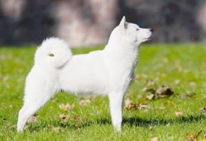 Hokkaido Hund auf Wiese