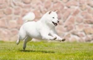 Hokkaido Hund springt