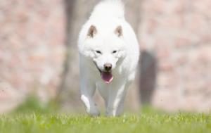 Hokkaido Hund von vorne