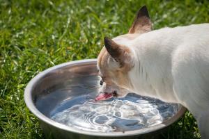 Hund trinkt Wasser