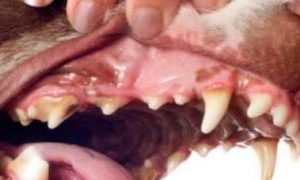 Zahnfleisch Hund