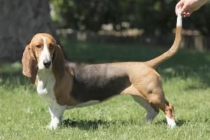 Basset Artesien Normand