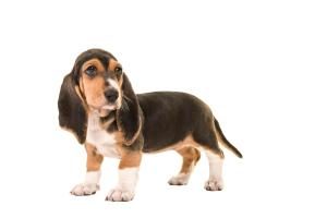 Basset Artesien Normand Welpe