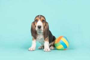 Basset Artesien Normand mit Ball