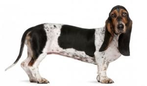 Basset Artesien Normand vor weißem Hintergrund