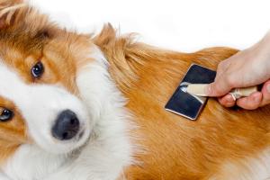 Fellpflege beim Collie