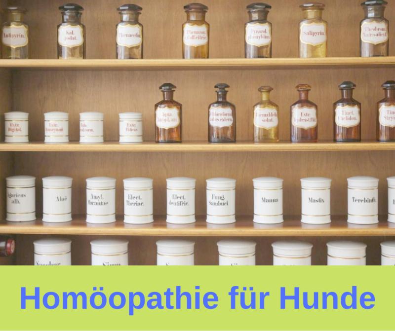 Homöopathie für Hunde