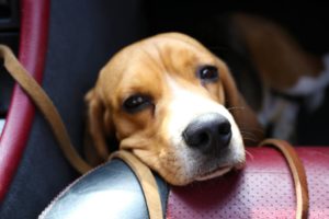 Hund mit Reisekrankheit