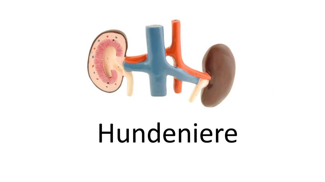 ᐅ Das Nieren des Hundes › guterHund.de