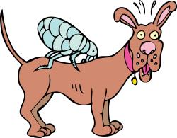 Parasiten beim Hund