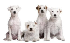 Parson Russell Terrier Gruppe