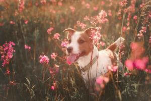 Parson Russell Terrier in Wiese