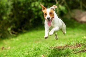 Parson Russell Terrier rennt