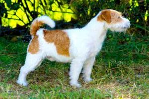 Parson Russell Terrier stehend