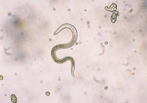 Toxocara canis