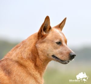 Australian Cattle Dog Silverbarn's Paavo