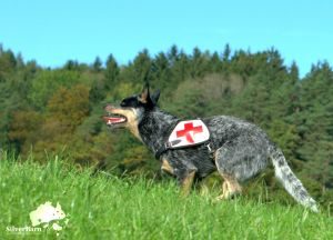 Australian Cattle Dog Silverbarn's Ulfi