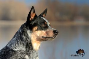 Australian Cattle Dog Silverbarn's Ullani