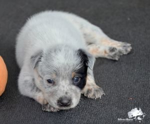 Australian Cattle Dog Silverbarn's Wandu