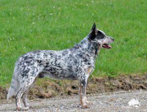 Australian Cattle Dog Silverpark Gravan Blue du Shuunka Takan