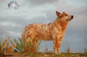 Australian Cattle Dog sugar ridges red jack
