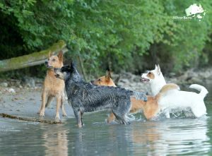 Australian Cattle Dogs
