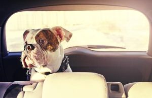 Bulldogge im Auto