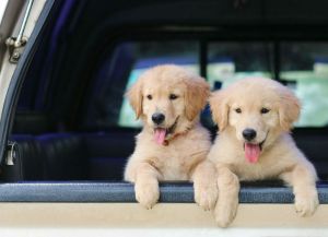 Golden Retriever Welpen im Auto