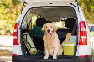 Golden Retriever im Auto