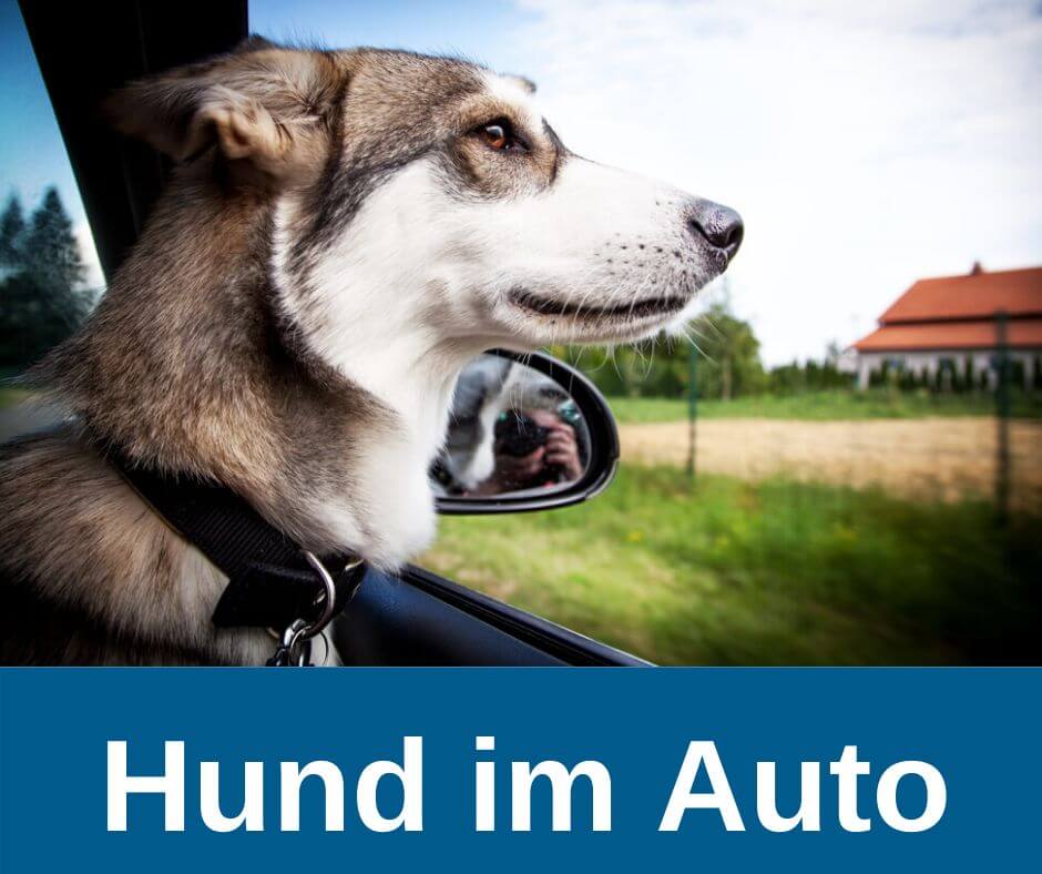 Hund im Auto