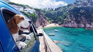 Autofahren - Hund im Urlaub