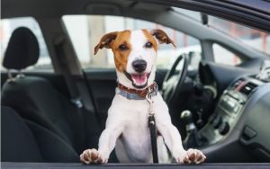 Jack Russel Terrier im Auto