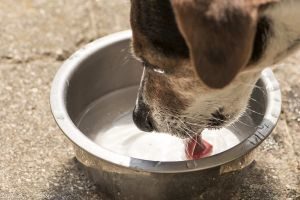 Wasser für den Hund