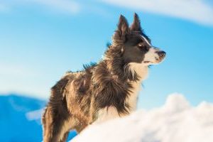 Border Collie im Schnee