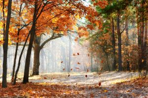 Fellwechsel im Herbst