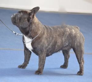 Französische Bulldogge Yakira