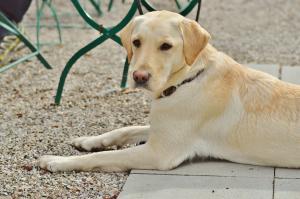 Hund liegt auf kaltem Boden