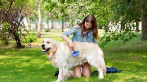 Hundehaare entfernen - Hund das Fell bürsten